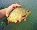 Karp karaś złoty Jesiotr itd - 5