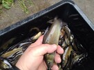 Karp karaś złoty Jesiotr itd - 16