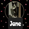 JANE - młoda koteczka szuka najlepszego domu - 2