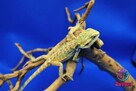 Agama brodata - Jaszczurka dla początkujących gekon zbożowka - 6