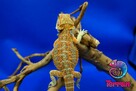 Agama brodata - Jaszczurka dla początkujących gekon zbożowka - 7