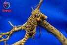 Agama brodata - Jaszczurka dla początkujących gekon zbożowka - 8