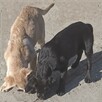 Labradory biszkoptowe i brązowa sunia - 3