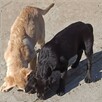 Labradory biszkoptowe i brązowa sunia - 2