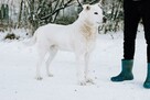 Biały - niekonfliktowy, wieli misiek do pokochania!