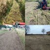 Glebogryzarka separacyjna koszenie wertykulacja przycinanie - 3