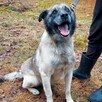 Za darmo, do adopcji, pies Zbójnik, kochany do ludzi - 3