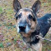 Do adopcji, za darmo, senior Barycz, owczarek niemiecki mix - 10