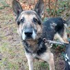 Barycz szuka domu na spokojną emeryturę, w typie ON - 2