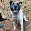 Za darmo, do adopcji psiak Zbójnik senior 9lat 17kg - 2