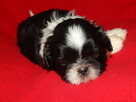 ** Shih Tzu - Prześliczne Biało Czarne Maluszki **