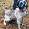 Za darmo, do adopcji psiak Zbójnik senior 9lat 17kg - 6