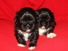 ** Shih Tzu - Prześliczne Biało Czarne Maluszki ** - 5