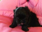 ** Shih Tzu - Prześliczne Biało Czarne Maluszki ** - 8