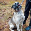 Za darmo, do adopcji, pies Zbójnik, kochany do ludzi - 1