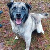 Za darmo, do adopcji psiak Zbójnik senior 9lat 17kg - 4