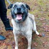Za darmo, do adopcji psiak Zbójnik senior 9lat 17kg - 7