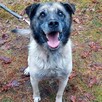 Za darmo, do adopcji psiak Zbójnik senior 9lat 17kg - 9