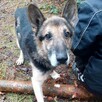 Barycz szuka domu na spokojną emeryturę, w typie ON - 6