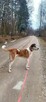 Do adopcji spokojny, ułożony pies Jarzyna 36kg - 4