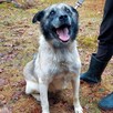 Adoptuj seniora ze schroniska - Zbójnik czeka na dom - 8