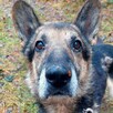 Do adopcji, za darmo, senior Barycz, owczarek niemiecki mix - 5