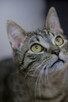 BENEK - wesoły, młody kociaczek, który szuka kochającego dom - 1