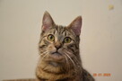 BENEK - wesoły, młody kociaczek, który szuka kochającego dom - 3