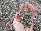 Piasek żwir piach płukany Dobre Miasto kruszywa czarnoziem - 13