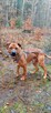 Mix tosa 4letni Buddy do adopcji za darmo łagodny olbrzym - 4