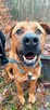 Mix tosa 4letni Buddy do adopcji za darmo łagodny olbrzym - 10