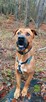Przepiękny psiak w typie tosa inu do adopcji 4letni Buddy - 2