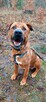Mix tosa 4letni Buddy do adopcji za darmo łagodny olbrzym - 7