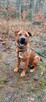 Mix tosa 4letni Buddy do adopcji za darmo łagodny olbrzym - 11