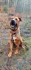 Mix tosa 4letni Buddy do adopcji za darmo łagodny olbrzym - 5
