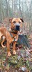 Przepiękny psiak w typie tosa inu do adopcji 4letni Buddy - 8