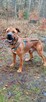Mix tosa 4letni Buddy do adopcji za darmo łagodny olbrzym - 6