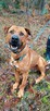 Przepiękny psiak w typie tosa inu do adopcji 4letni Buddy - 3
