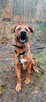 Do adopcji piękny Buddy w typie tosa 4letni 40kg - 5
