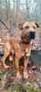 Mix tosa 4letni Buddy do adopcji za darmo łagodny olbrzym - 8