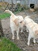 Labrador retriever krycie - 3