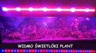 Oświetlenie Led 100 CM 5630 Special - PLANT GROW - 2