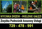 Wycinka Drzew Mielenie Gałęzi Usuwanie Pni Korzeni - 3