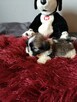 SHIH TZU - szczenięta - Pieski , Suczki - 14