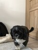 Pies shi-tzu reproduktor