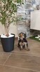 Yorkshire Terrier!!! Suczki i Pieski!! - 2