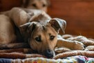 Do adopcji piękny, dostojny, o sylwetce charta Chibo 4letni