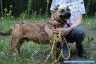 Dżeki kochany ok 5/6 letni pies czeka na Ciebie  Nasielsk - 3
