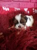 SHIH TZU -Śliczne szczenięta -ODBIÓR Wrzesień hodowla domowa - 14