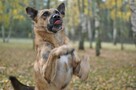 Dżeki kochany ok 5/6 letni pies czeka na Ciebie  Nasielsk - 1